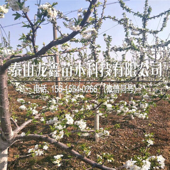 矮化車厘子樹苗哪里有賣的