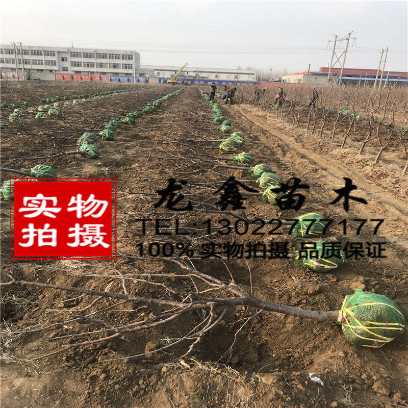 矮化車?yán)遄訕涿鐑r格.新品種矮化車?yán)遄訕涿缗l(fā)多少錢