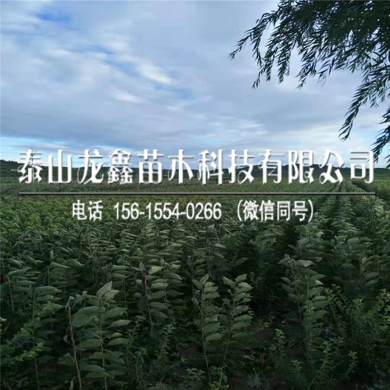 矮化車厘子苗上車價格、