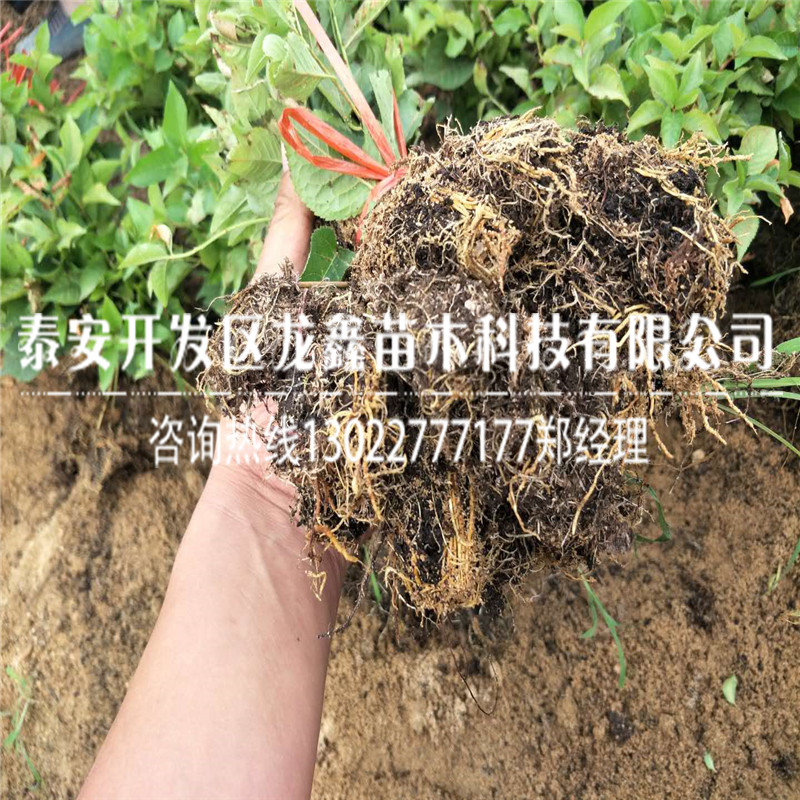 矮化車厘子樹苗價格.2019年矮化車厘子樹苗批發多少錢