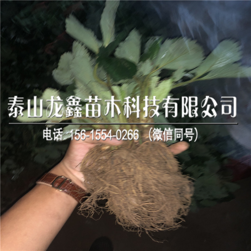 小白草莓苗价格多少、