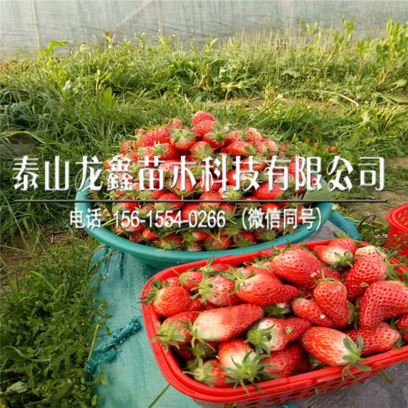 红颜草莓苗、红颜草莓苗怎么种