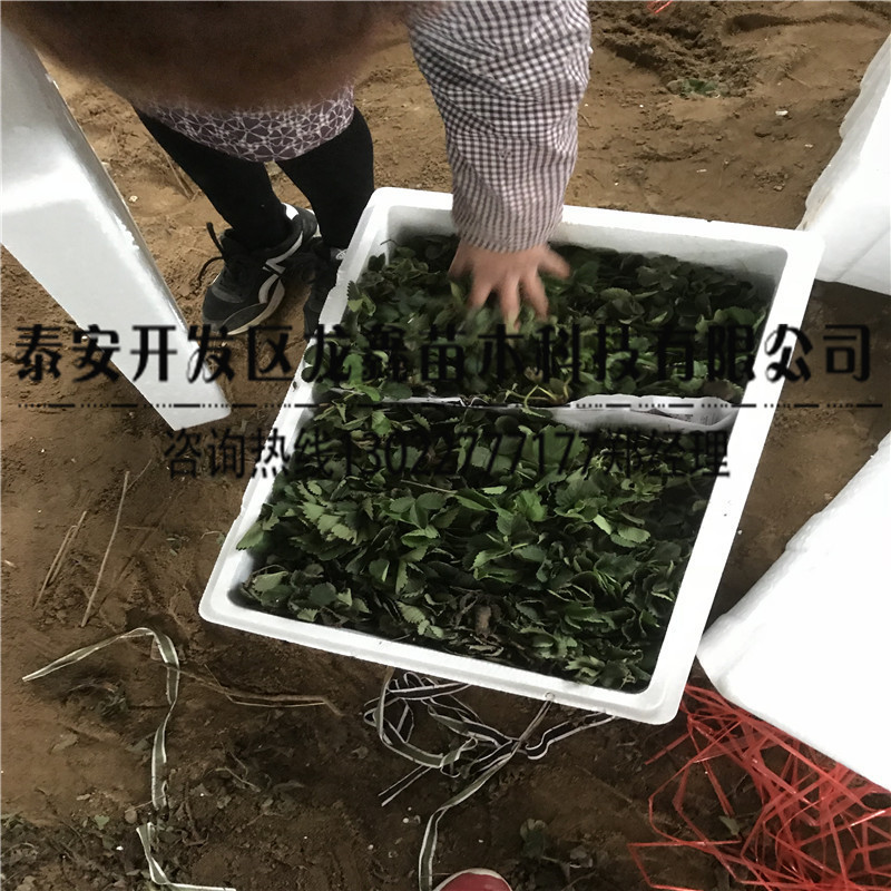 奶油草莓苗一亩地栽植多少棵、