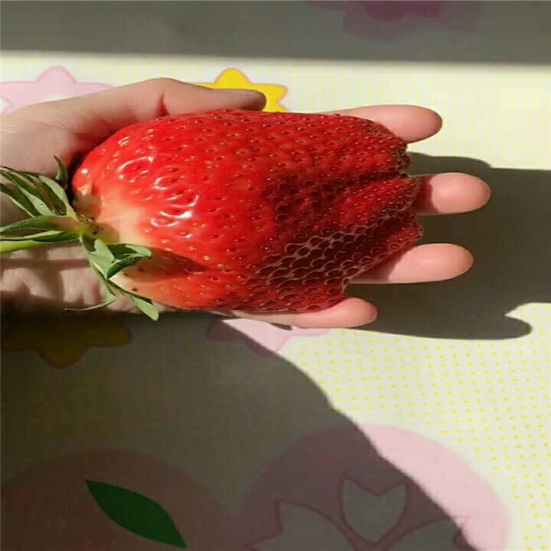 2019年奶油草莓苗出售、奶油草莓苗批發(fā)價位