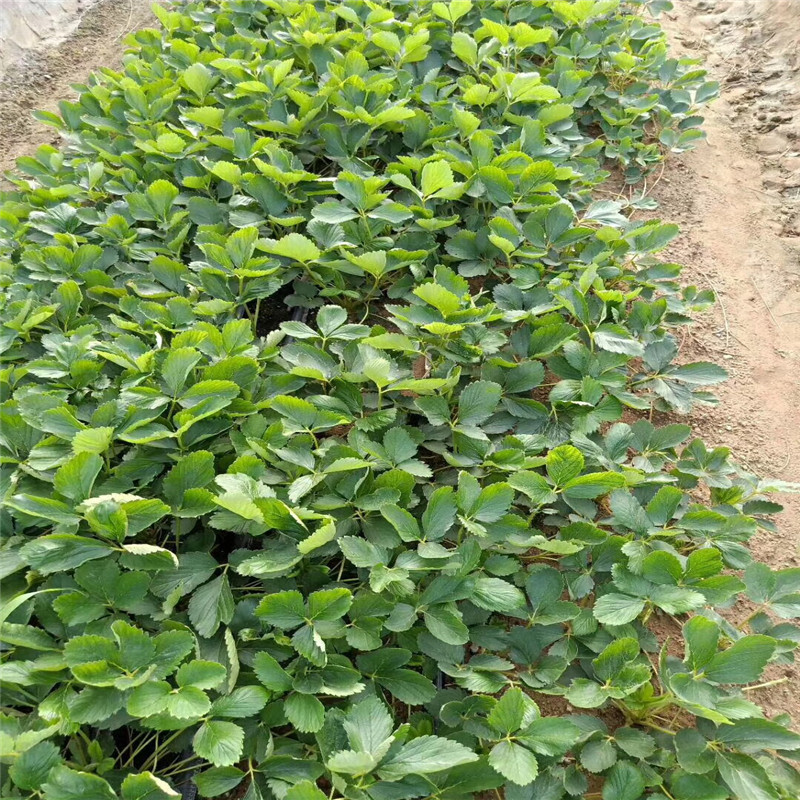出售清香草莓苗、清香草莓苗批發(fā)哪里便宜