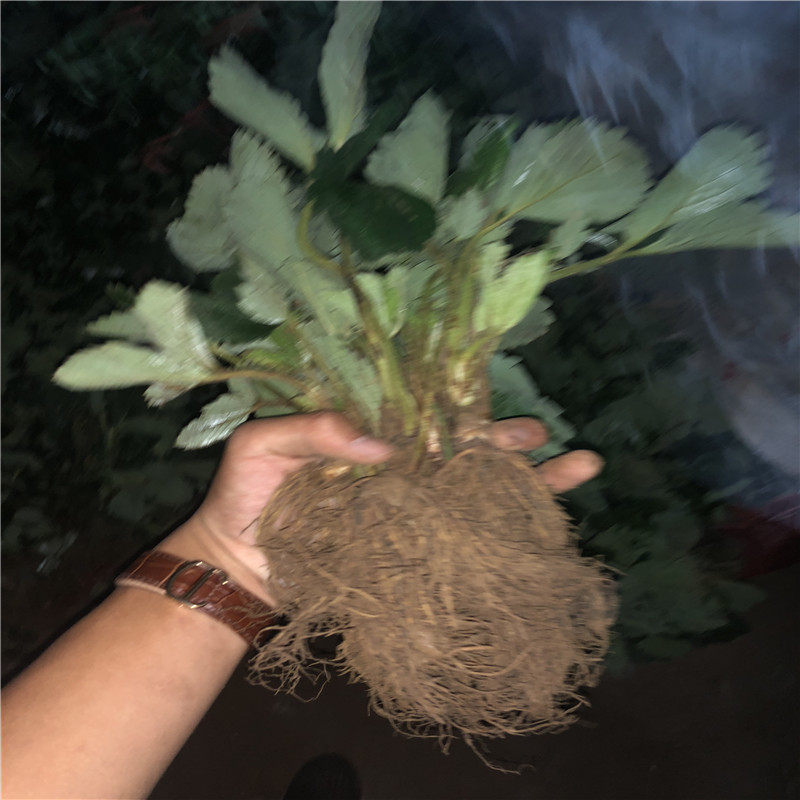 天仙醉草莓苗多少錢一棵、