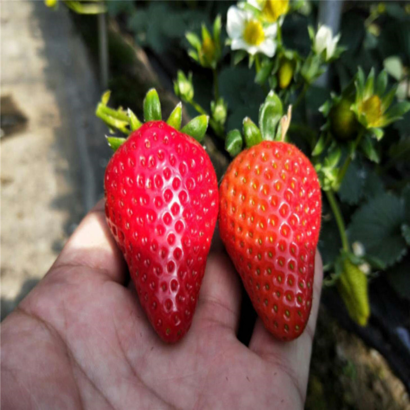 山东大叶红颜草莓苗、大叶红颜草莓苗批发价格