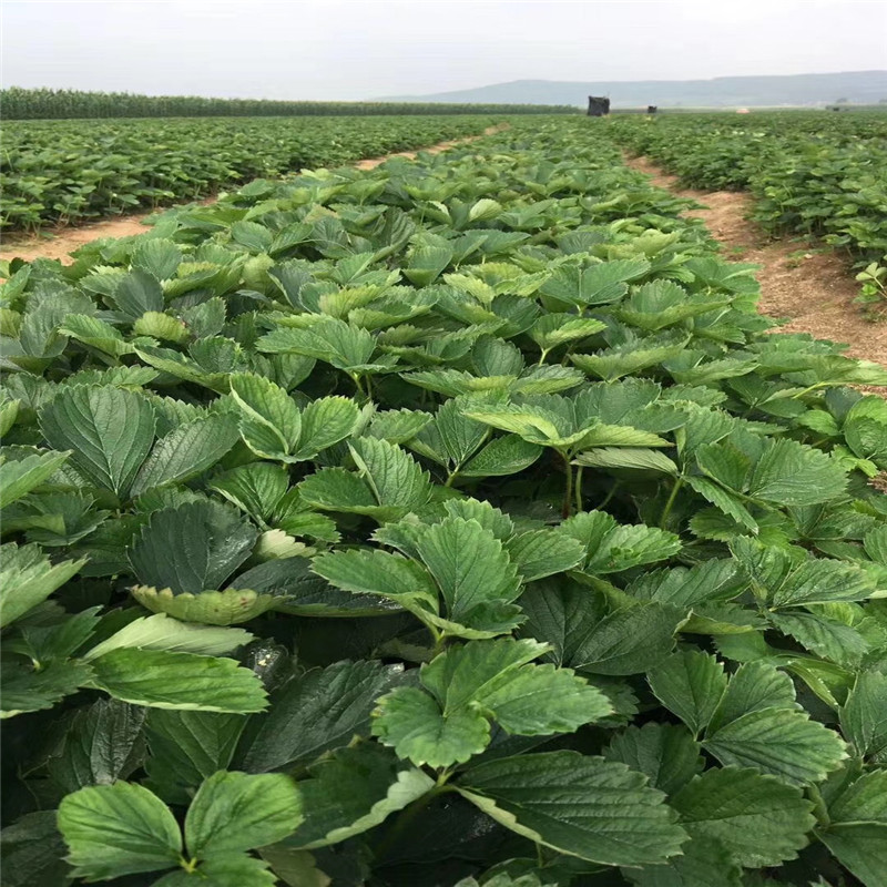 天仙醉草莓苗多少钱一株、天仙醉草莓苗多少钱一株、