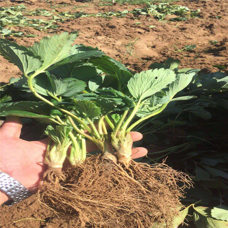 山东天仙醉草莓苗、天仙醉草莓苗批发基地