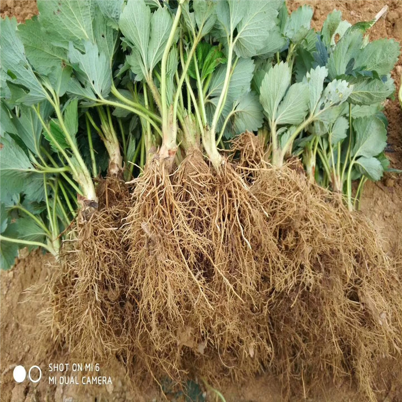 圣德1號(hào)草莓苗、圣德1號(hào)草莓苗出售價(jià)格是多少