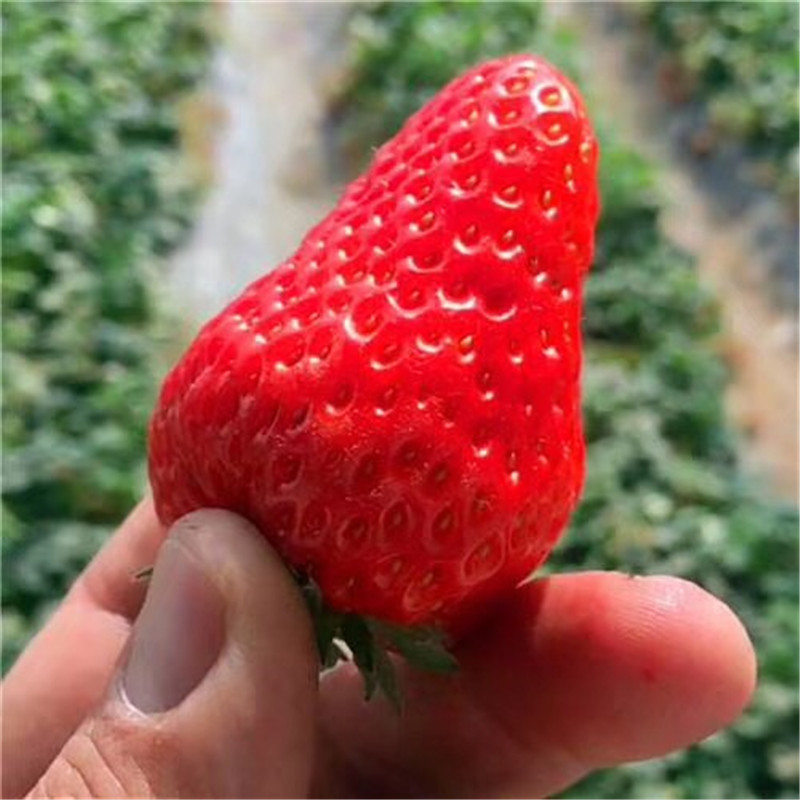 今年奶油草莓苗多少钱、奶油草莓苗出售供应