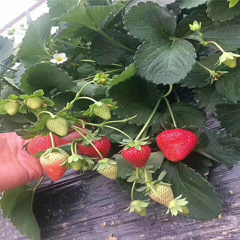 草莓苗一畝地栽植多少棵草莓苗一畝地栽植多少棵