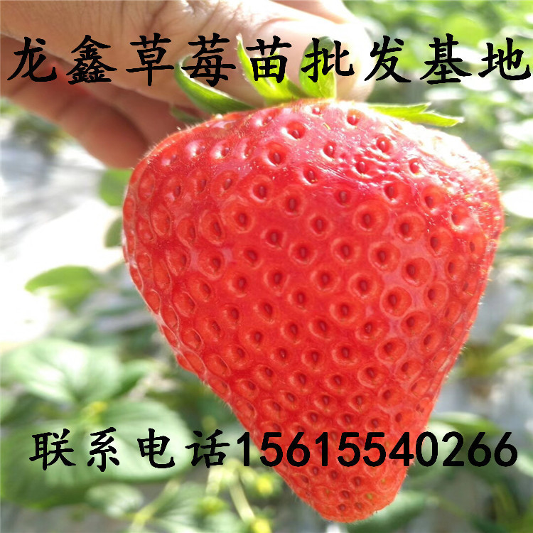 组培天仙醉草莓苗出售、天仙醉草莓苗批发