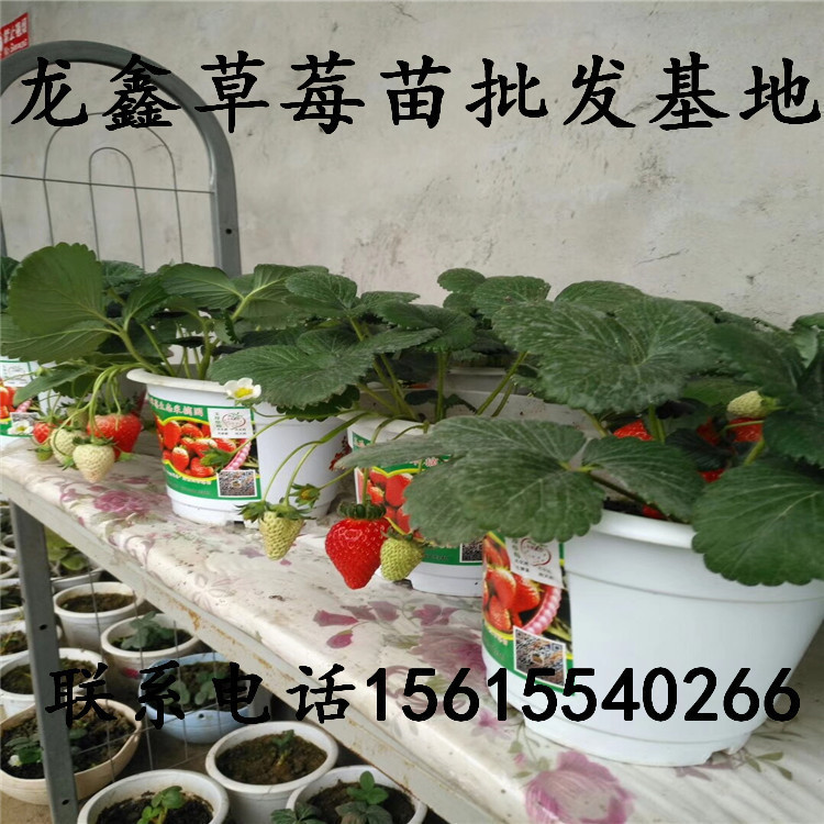 今年草莓苗出售、草莓苗一亩地栽植多少棵