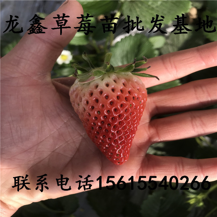 妙香3号草莓苗基地、妙香3号草莓苗批发厂家