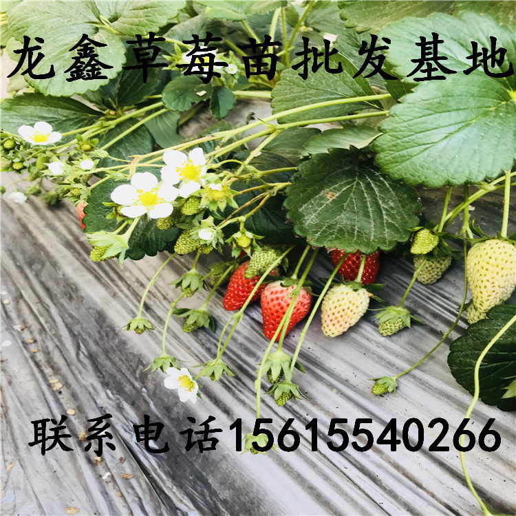牛奶草莓苗多少錢一株、牛奶草莓苗多少錢一株、