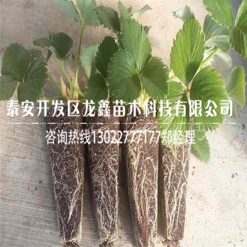 2019年妙香3號草莓苗、妙香3號草莓苗銷售價格
