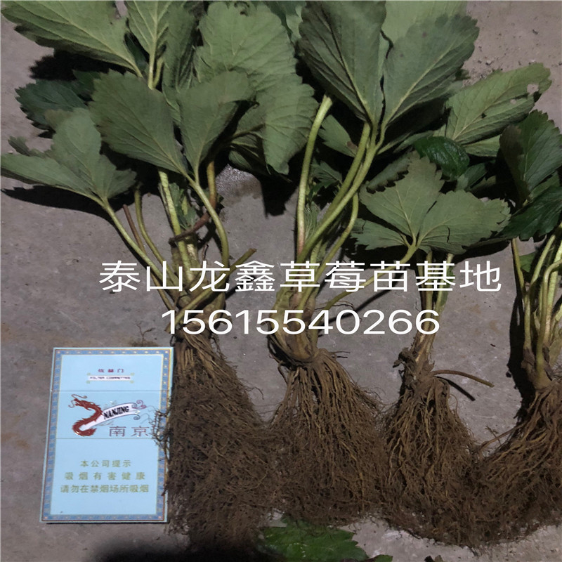 隋株草莓苗简介隋株草莓苗简介