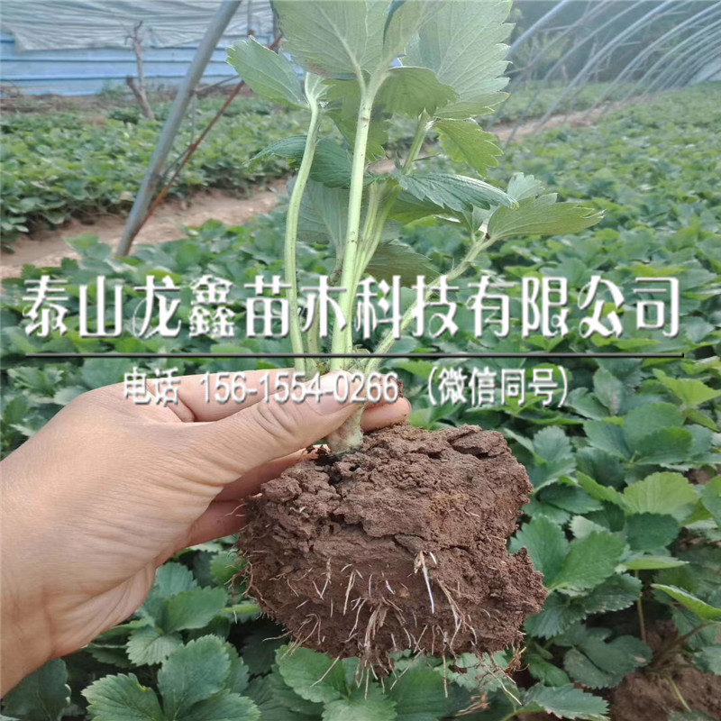 2019年天仙醉草莓苗出售、天仙醉草莓苗批发