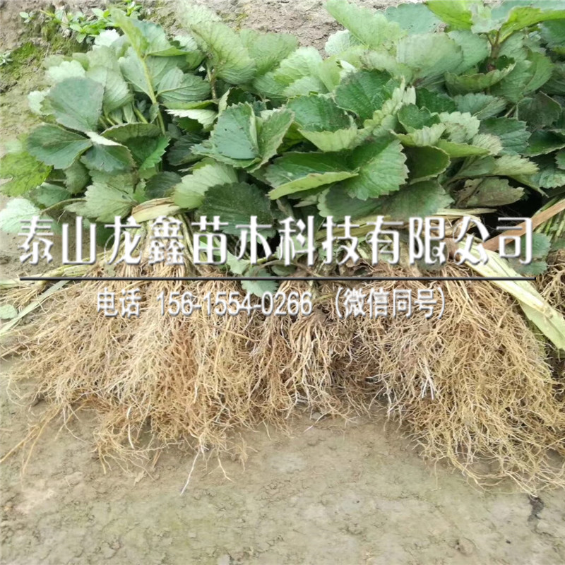 山東清香草莓苗、清香草莓苗批發(fā)單價