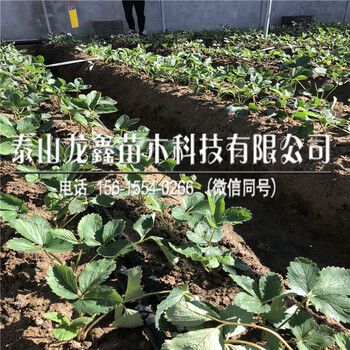 批发红颜草莓苗、红颜草莓苗批发多少钱