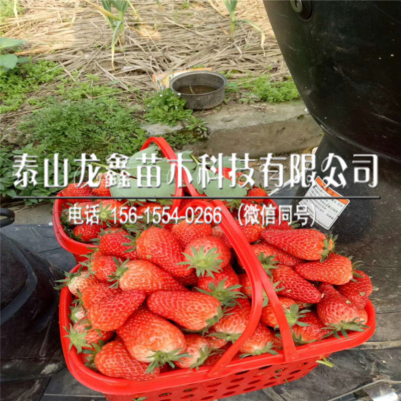 2019年牛奶草莓苗批发、牛奶草莓苗多少钱一株