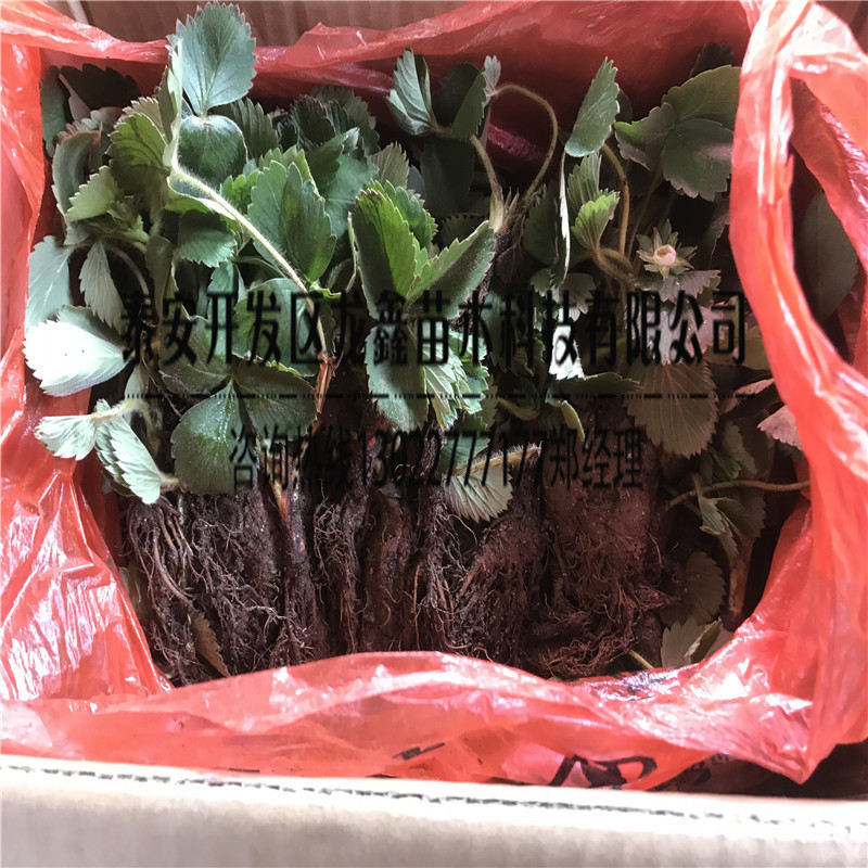 组培京藏香草莓苗多少钱、京藏香草莓苗一株多少钱