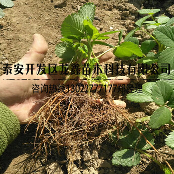 脱毒幸香草莓苗供应、幸香草莓苗产量多少