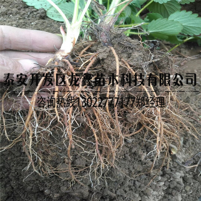 脫毒幸香草莓苗、幸香草莓苗包郵價(jià)格