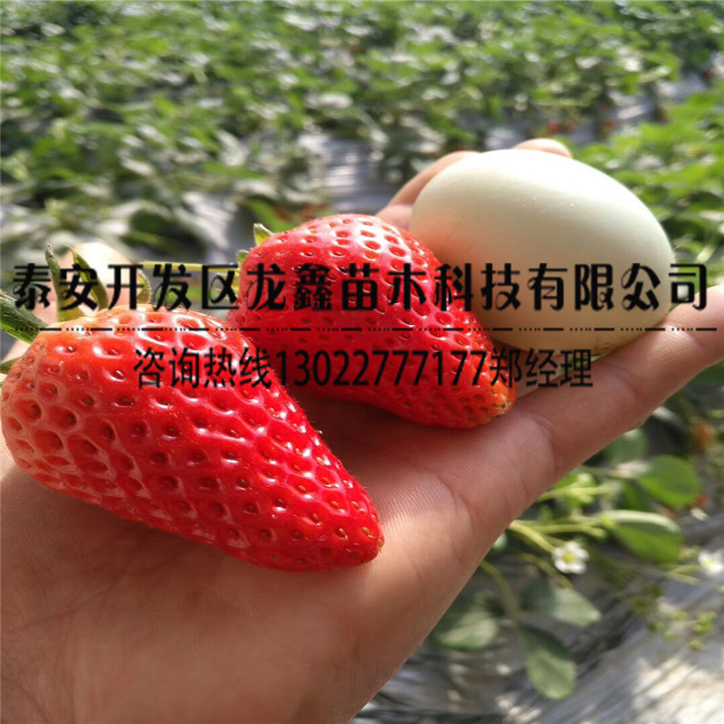 组培大叶红颜草莓苗出售、大叶红颜草莓苗销售价格