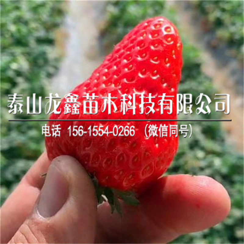 2019年桃熏草莓苗基地、桃熏草莓苗哪里有賣的