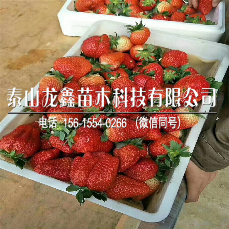 今年99草莓苗价格、99草莓苗多少钱一棵