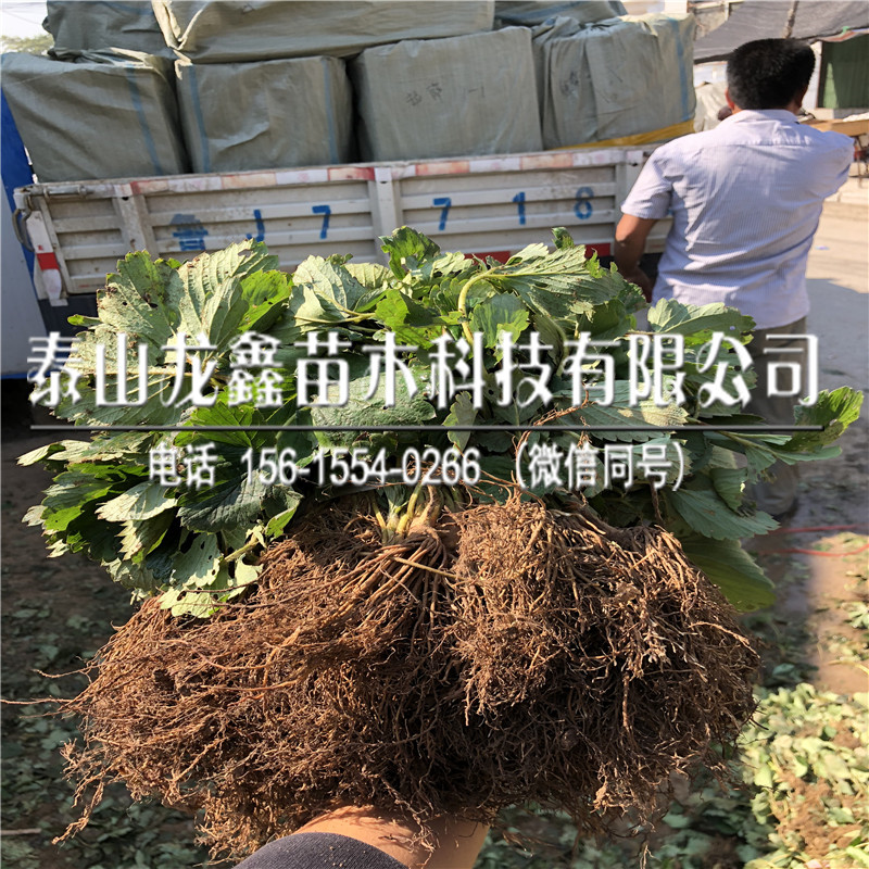 2019年艳丽草莓苗、艳丽草莓苗价格多少