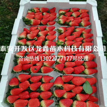2019年天仙醉草莓苗供应、天仙醉草莓苗哪里有