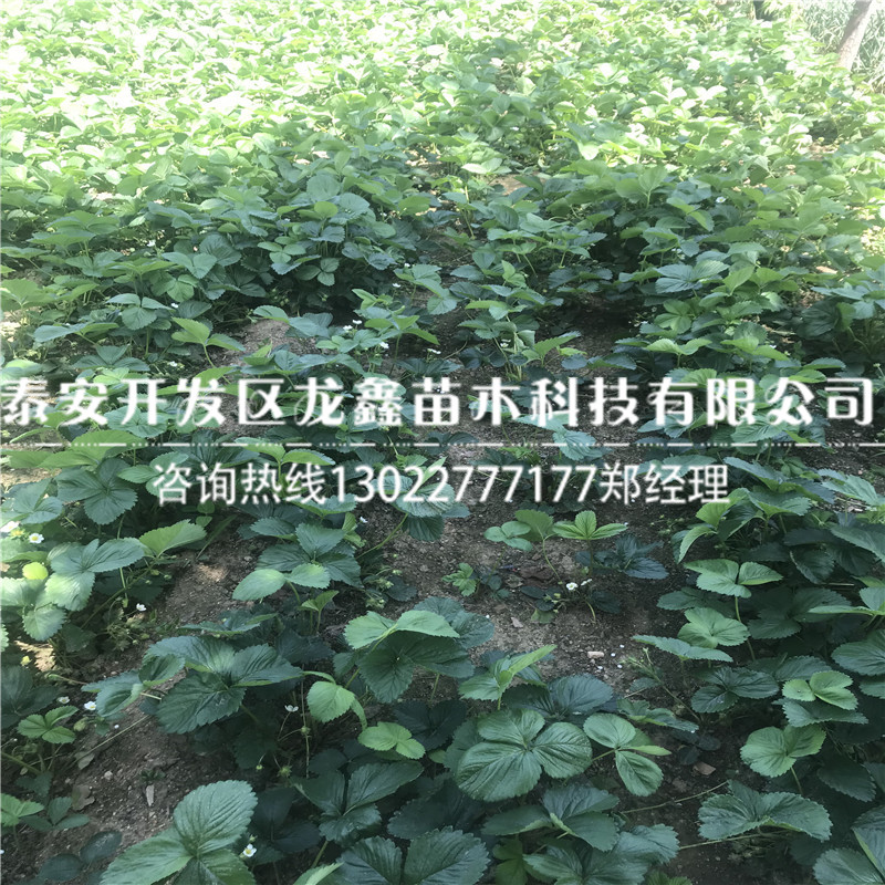 全草莓苗多少錢、全草莓苗哪里價格便宜