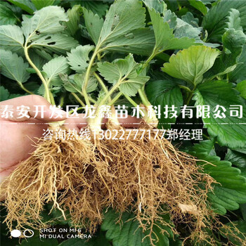 今年天仙醉草莓苗、天仙醉草莓苗哪里有卖的