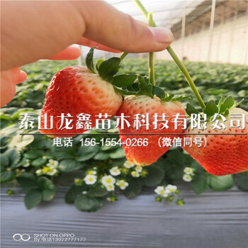 2019年圣德草莓苗供应、圣德草莓苗每日价格