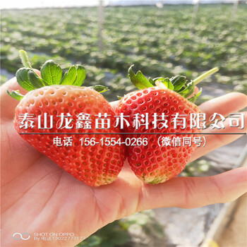 今年妙香草莓苗、妙香草莓苗多少錢一株