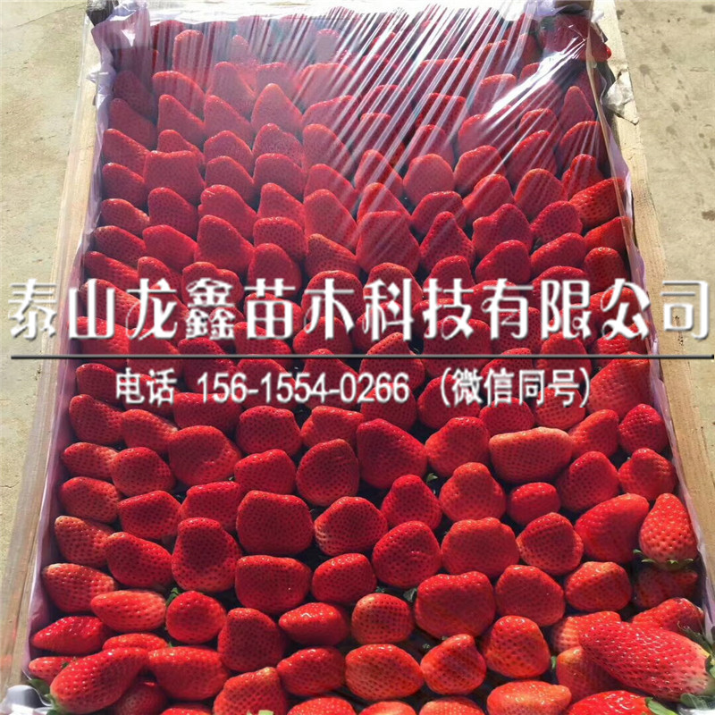 脱毒牛奶草莓苗出售、牛奶草莓苗批发价位