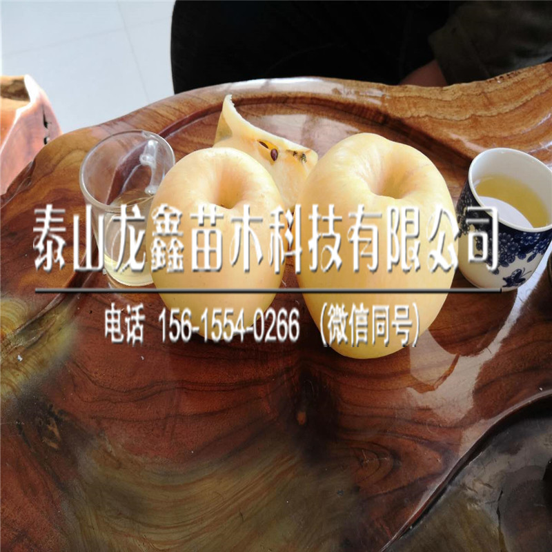 矮化煙富10蘋果樹苗價(jià)格、煙富10蘋果樹苗一株多少錢