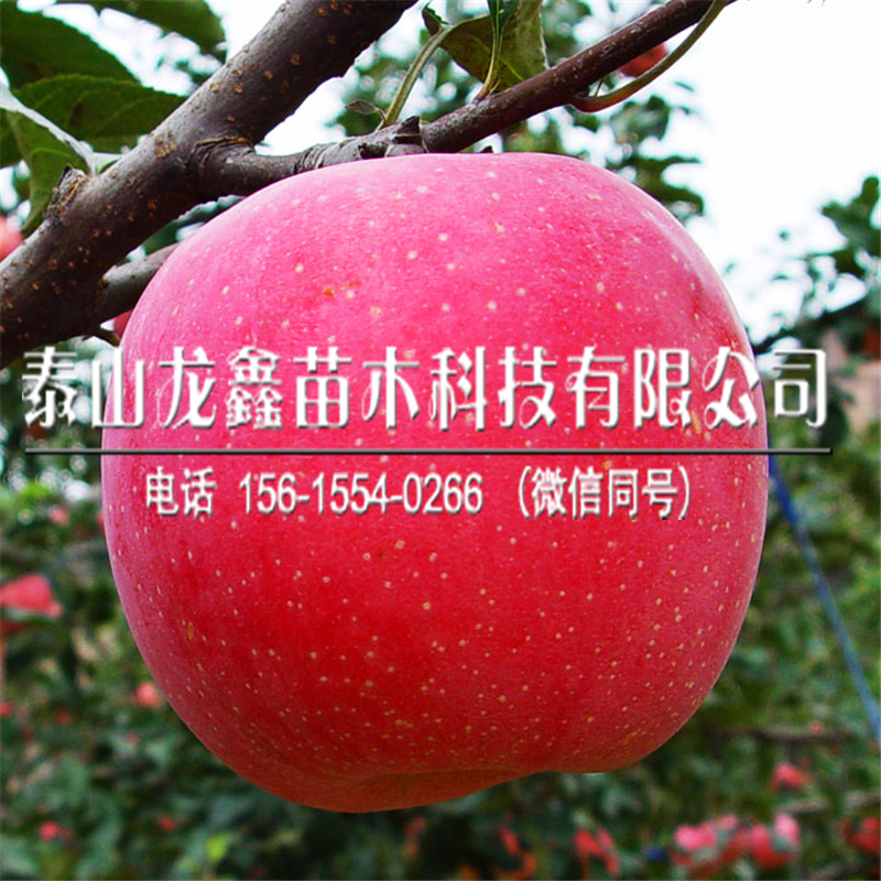2019年煙富8號蘋果苗價格、煙富8號蘋果苗一畝地栽植多少棵