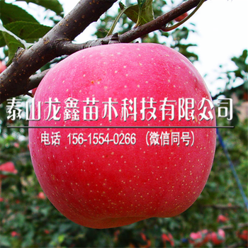 供应烟富10苹果树苗价格、烟富10苹果树苗基地