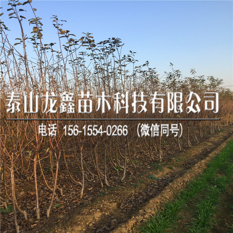 矮化煙富10蘋果樹苗價格、煙富10蘋果樹苗每日價格