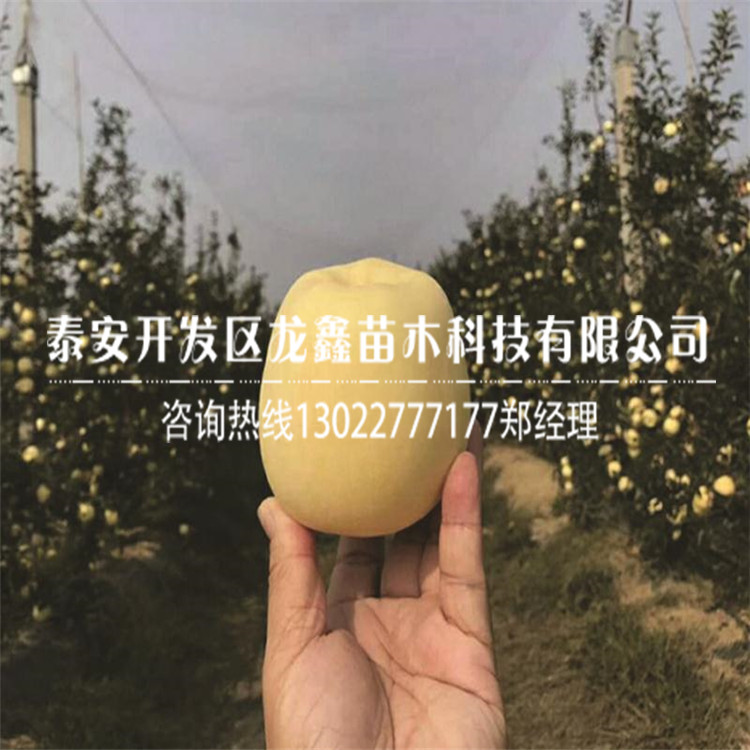 矮化煙富10蘋果樹苗價格、煙富10蘋果樹苗每日價格