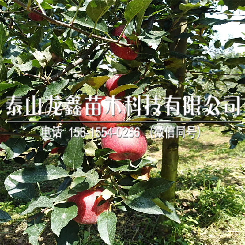 出售美8蘋果樹苗價格、美8蘋果樹苗出售多少錢