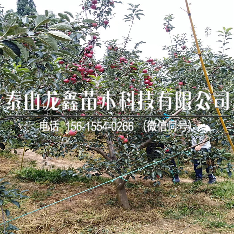 今年華碩蘋果樹苗價(jià)格、華碩蘋果樹苗基地