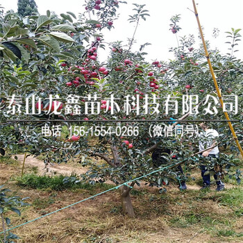 供應(yīng)響富蘋果樹苗價格、響富蘋果樹苗一畝地栽植多少棵