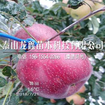 矮化煙富8號(hào)蘋果樹苗價(jià)格、矮化煙富8號(hào)蘋果樹苗包郵價(jià)格