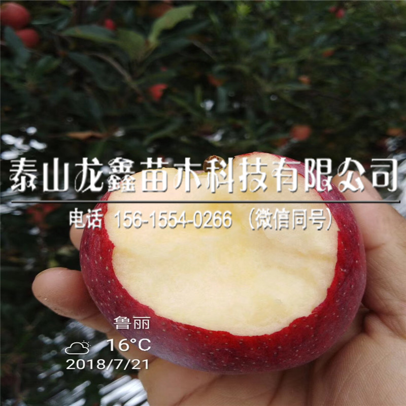 今年煙富10蘋果樹苗價(jià)格、煙富10蘋果樹苗一株多少錢