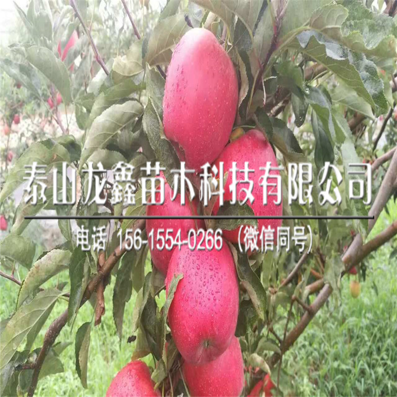 矮化煙富10蘋果樹苗價格、煙富10蘋果樹苗每日價格